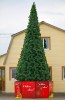 ����� ��������� GREEN TREES ���������� 11� (����-�����)  ��4027