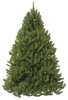 ����� TRIUMPH TREE ������ ��������� 255 �� 73482/88830