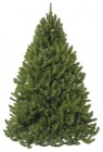 ����� TRIUMPH TREE ������ ��������� 255 �� 73482/88830